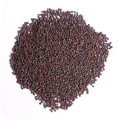 Spicy Mustard Greens Seeds